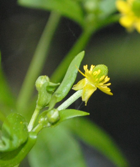 Ranunculus sceleratus / Ranuncolo tossico