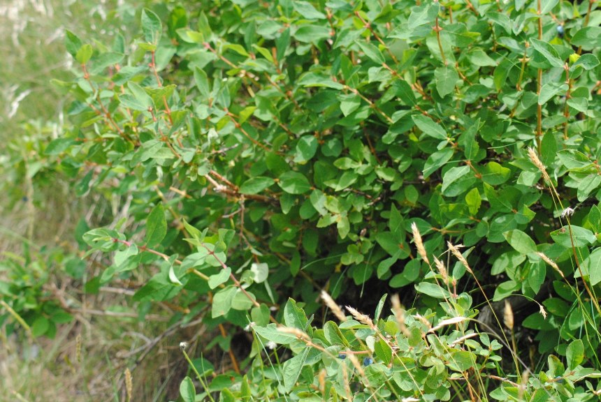 Lonicera caerulea / Caprifoglio turchino