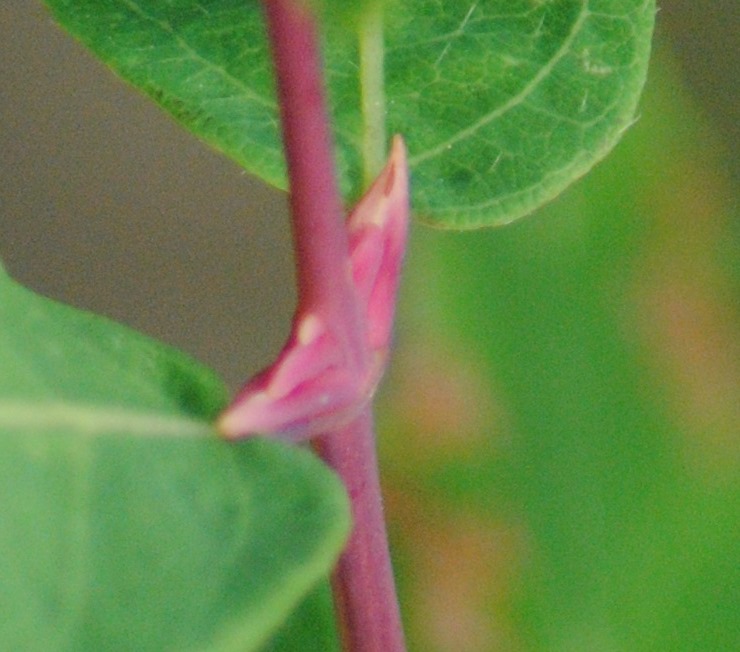 Lonicera caerulea / Caprifoglio turchino