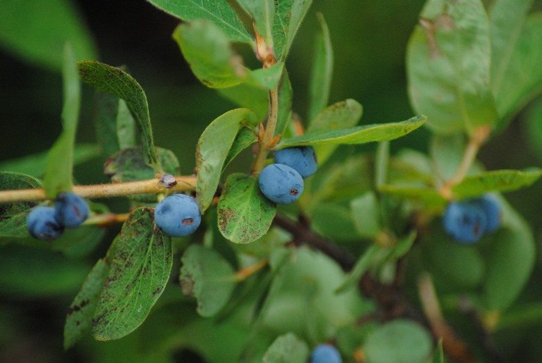 Lonicera caerulea / Caprifoglio turchino