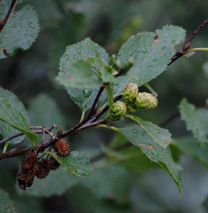 Ontano?? - si, Alnus viridis