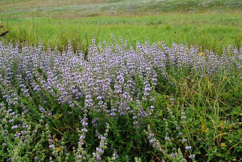 Mentha pulegium