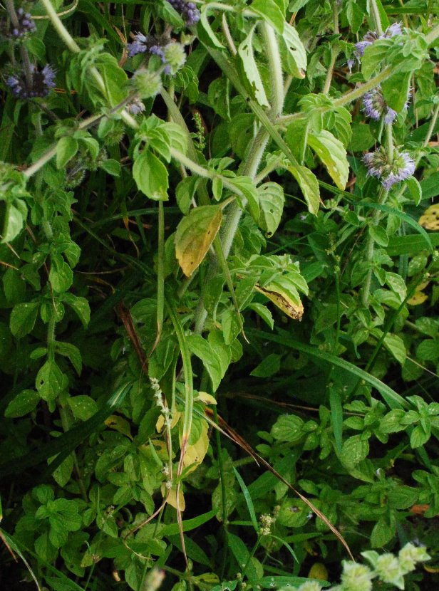 Mentha pulegium