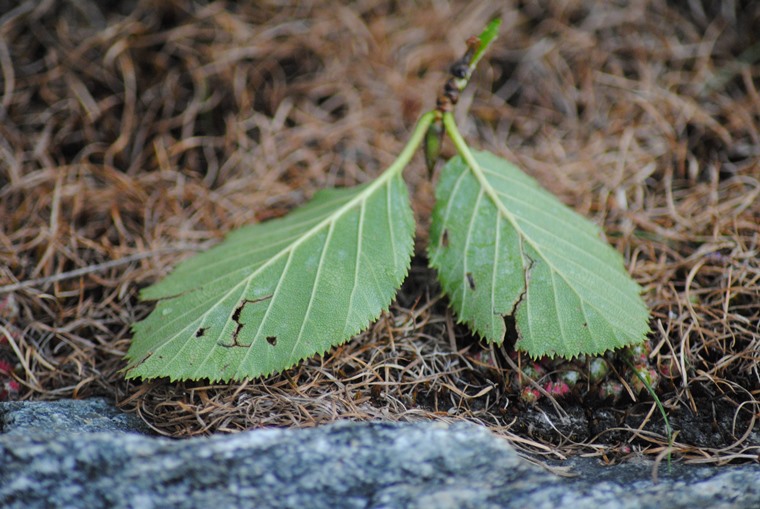 Ontano?? - si, Alnus viridis