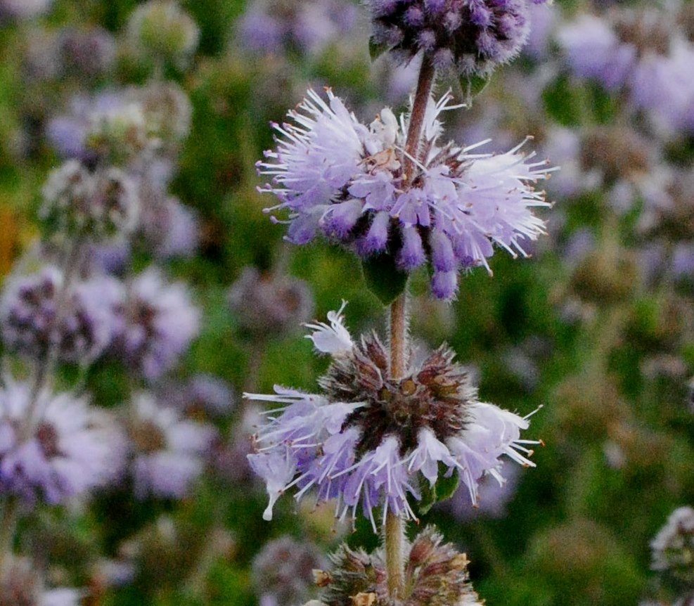 Mentha pulegium