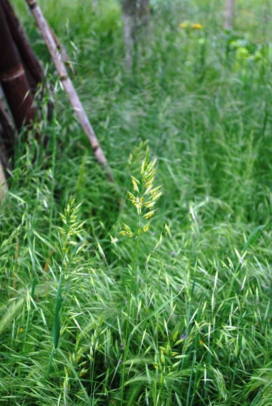 Bromus hordeaceus