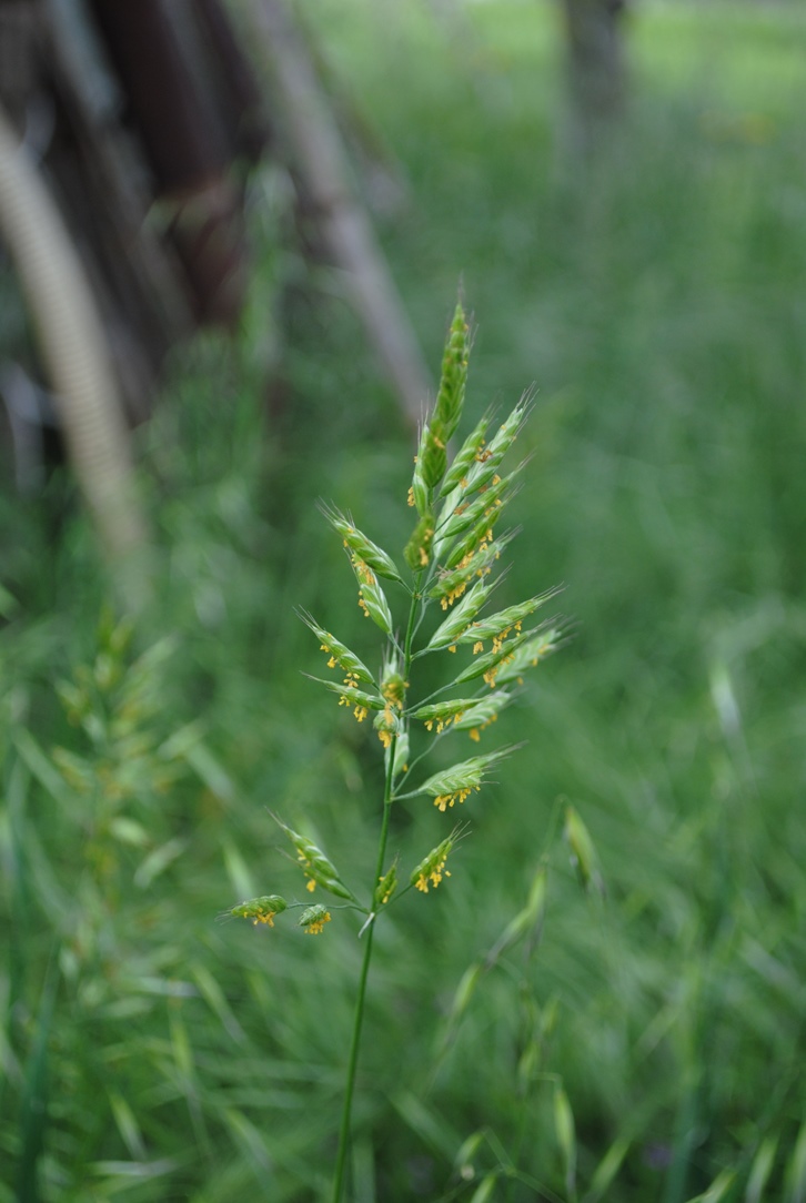 Bromus hordeaceus