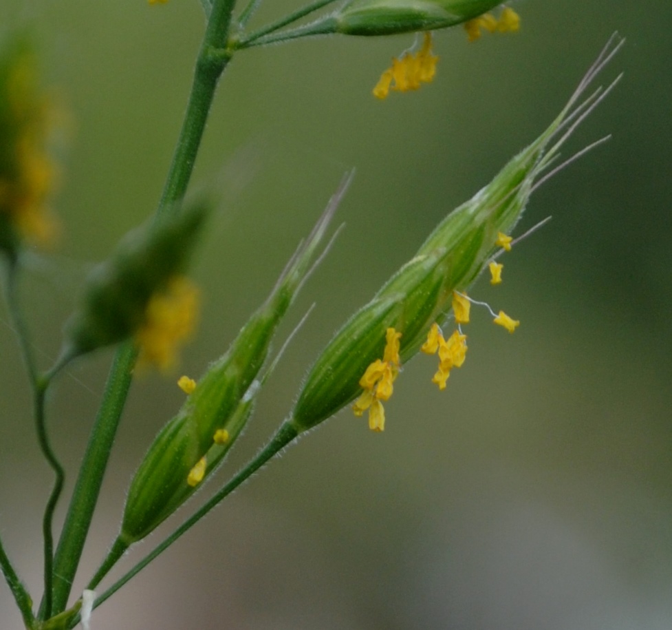 Bromus hordeaceus