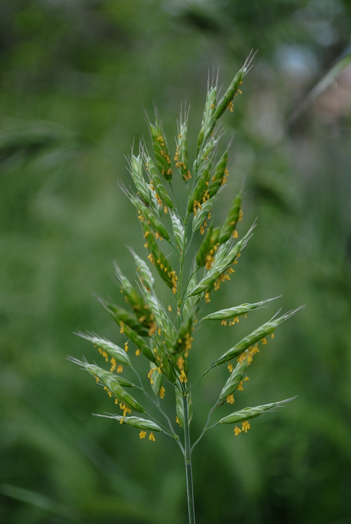 Bromus hordeaceus