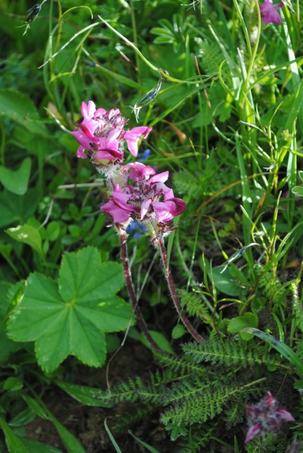 Pedicularis?