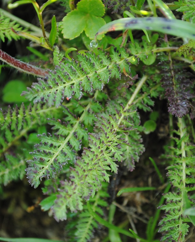 Pedicularis?