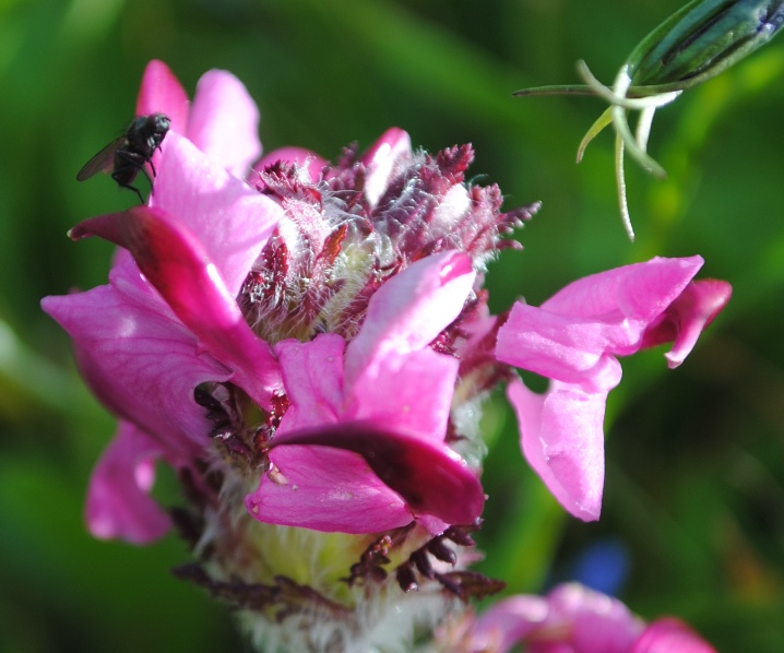 Pedicularis?