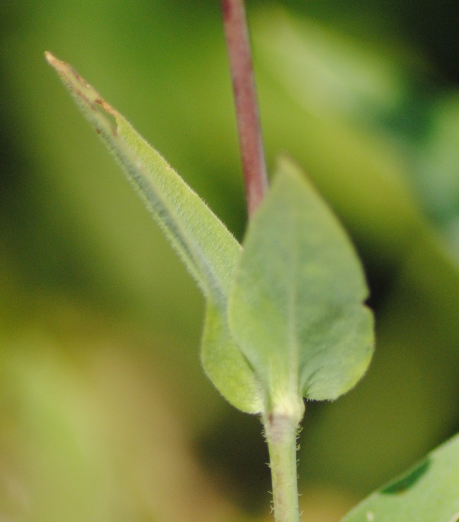 Silene vulgaris subsp. commutata