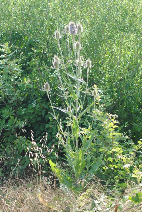 Dipsacus fullonum