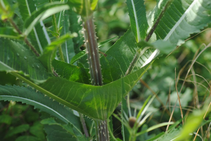 Dipsacus fullonum