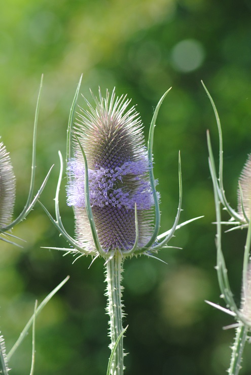 Dipsacus fullonum