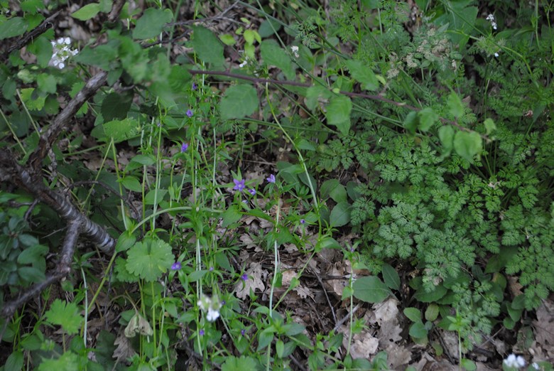 Legousia falcata / Specchio di Venene minore