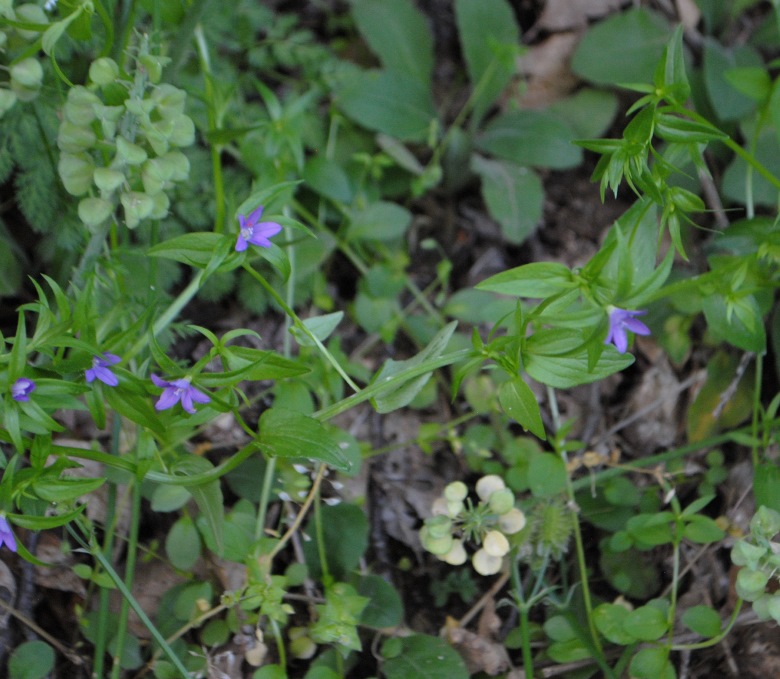 Legousia falcata / Specchio di Venene minore