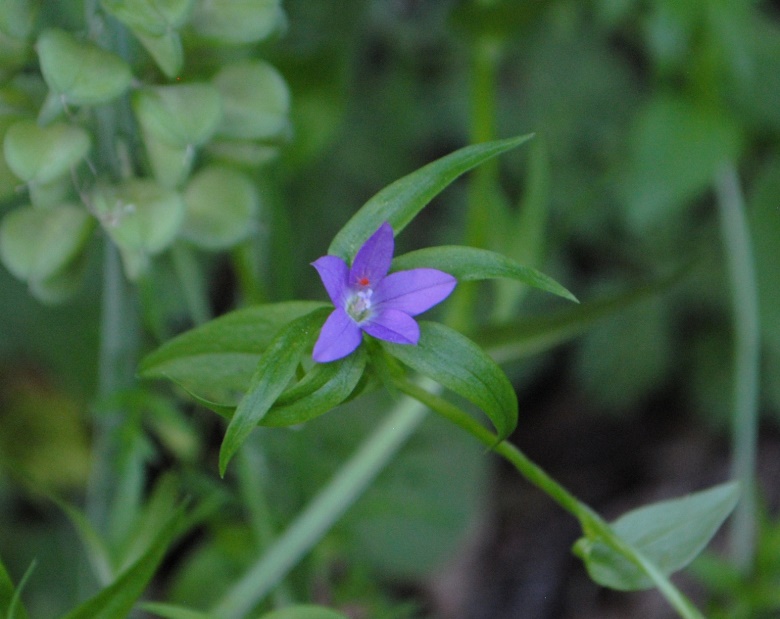 Legousia falcata / Specchio di Venene minore