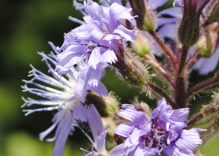 Lactuca plumieri e Lactuca alpina a confronto