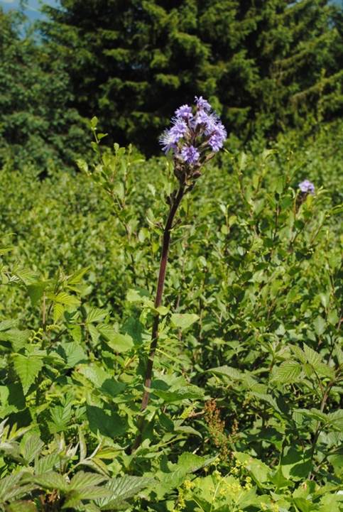 Lactuca plumieri e Lactuca alpina a confronto