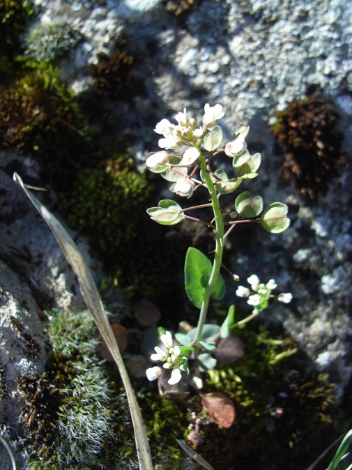 Microthlaspi perfoliatum (=Thlaspi perfoliatum )