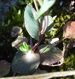 Microthlaspi perfoliatum (=Thlaspi perfoliatum )