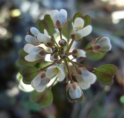Microthlaspi perfoliatum (=Thlaspi perfoliatum )