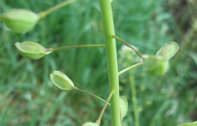 Thlaspi alliaceum / Erba storna alliacea