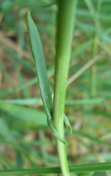 Thlaspi alliaceum / Erba storna alliacea