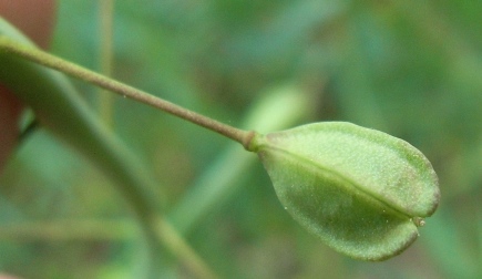 Thlaspi alliaceum / Erba storna alliacea