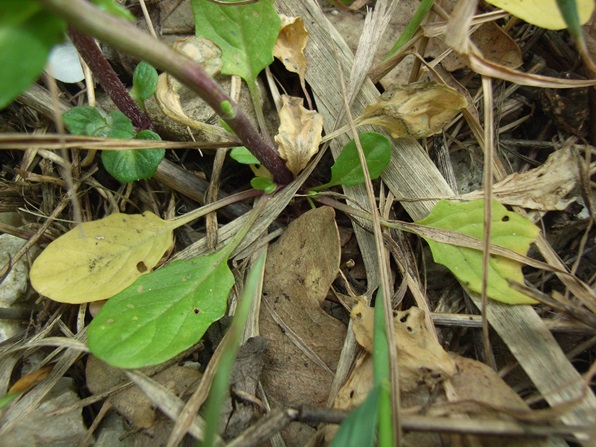 Thlaspi alliaceum / Erba storna alliacea