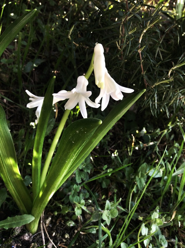 Hyacinthus orientalis / Giacinto comune