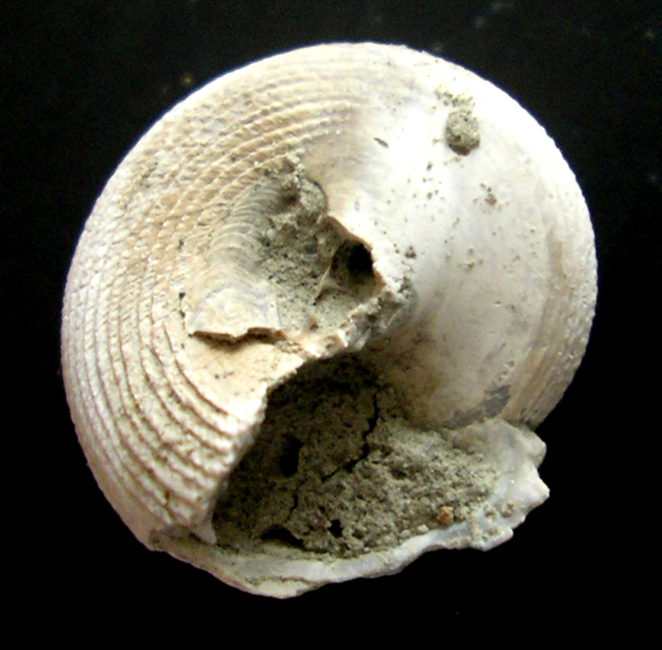 dal Pliocene laziale... forse un trochidae