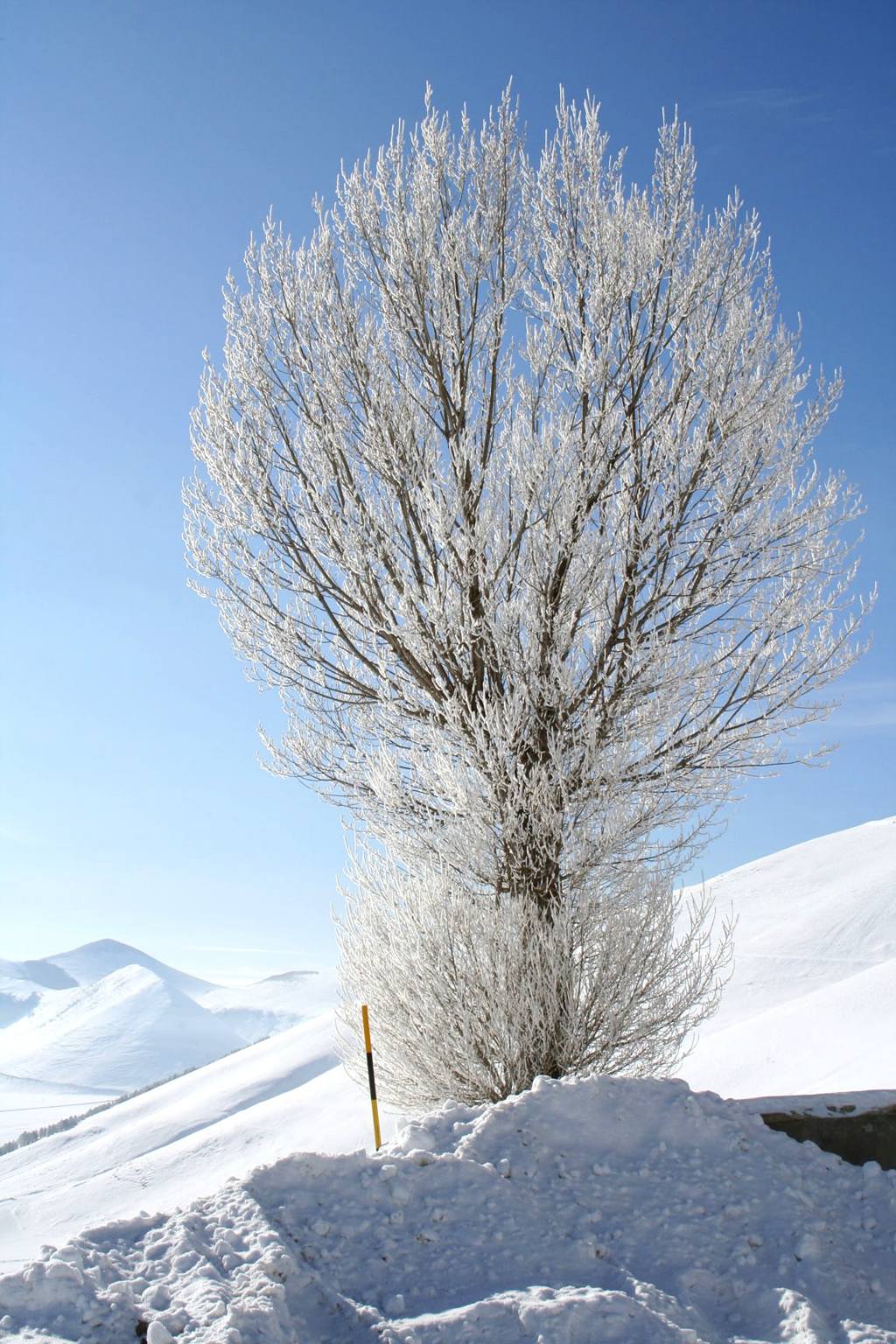 Alberi d''inverno... un invito