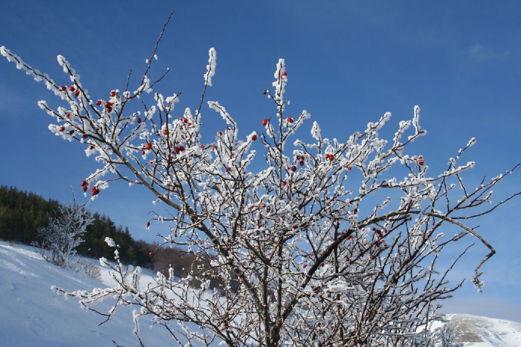 Alberi d''inverno... un invito