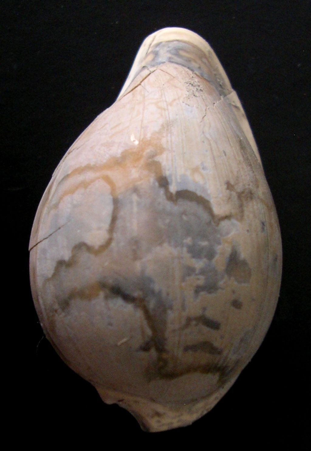 dal Pliocene laziale... Cypraeovula