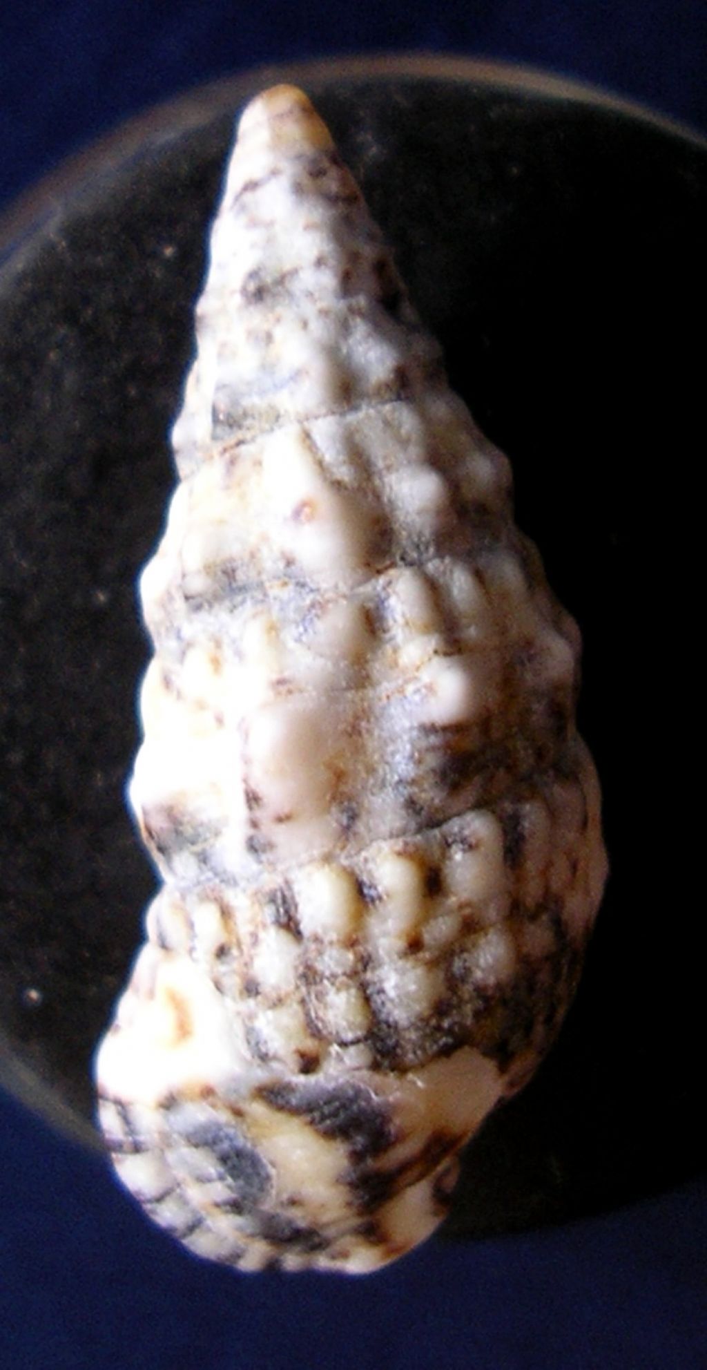 Cerithium...