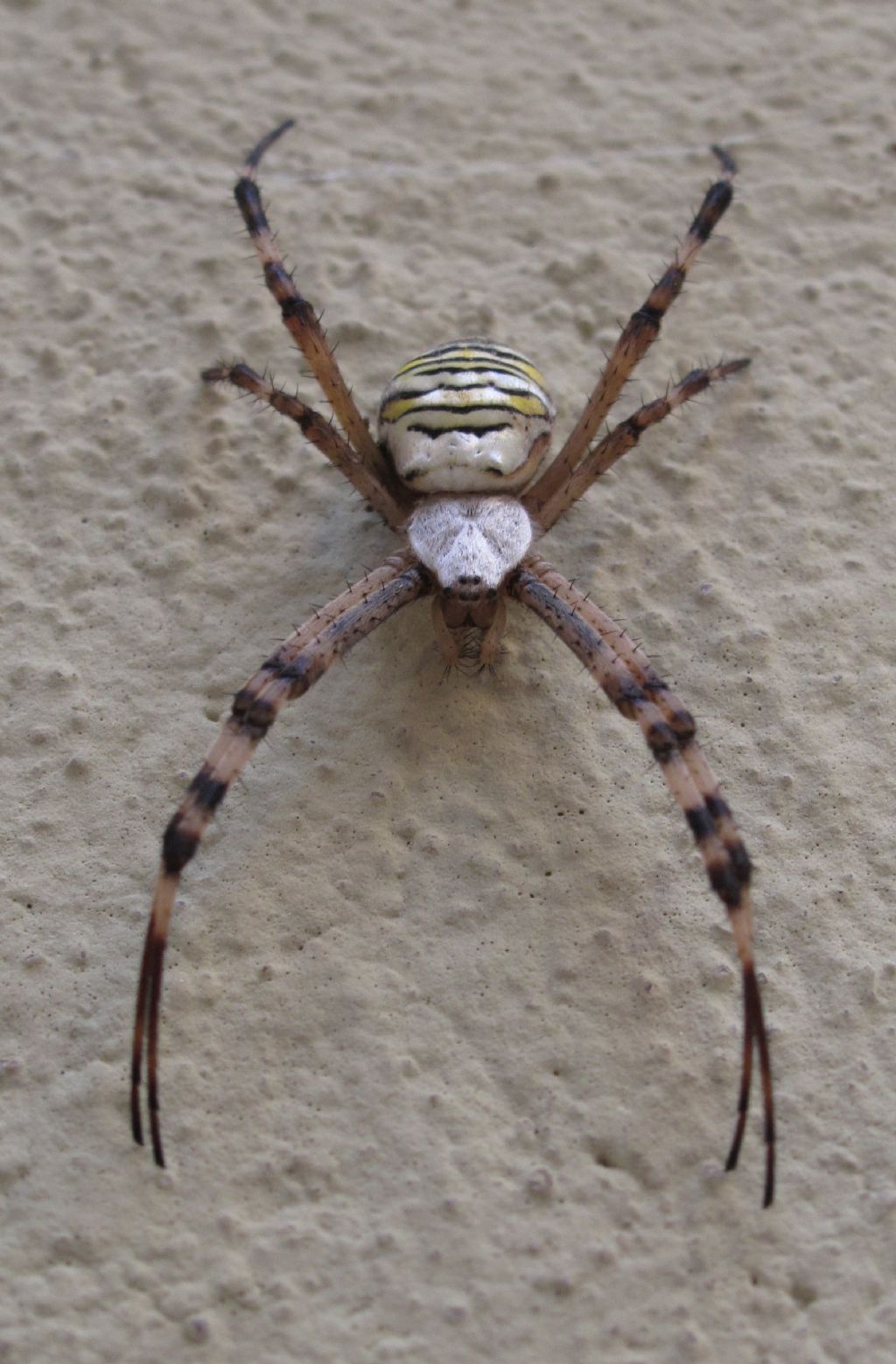 ragno che non ho mai visto: Argiope bruennichi, femmina - Ostia lido (RM)