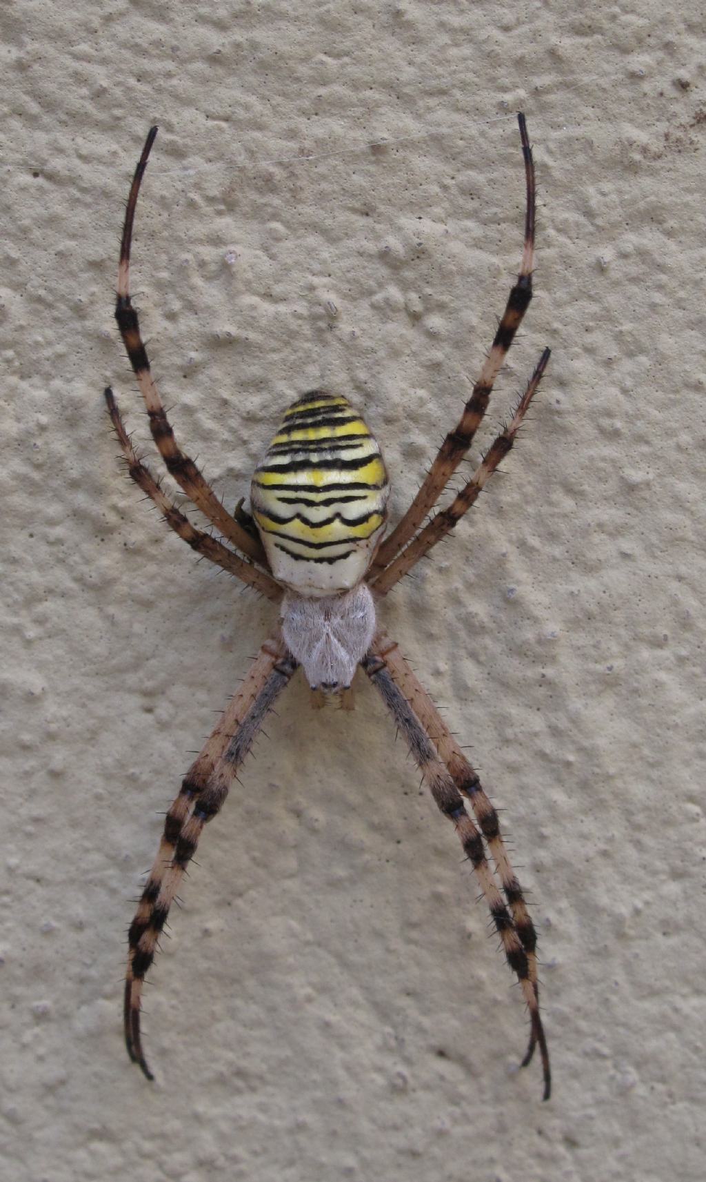 ragno che non ho mai visto: Argiope bruennichi, femmina - Ostia lido (RM)