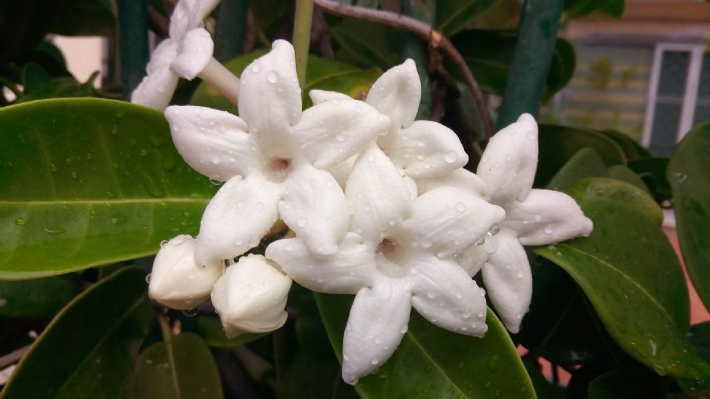 Stephanotis floribunda (Apocynaceae)