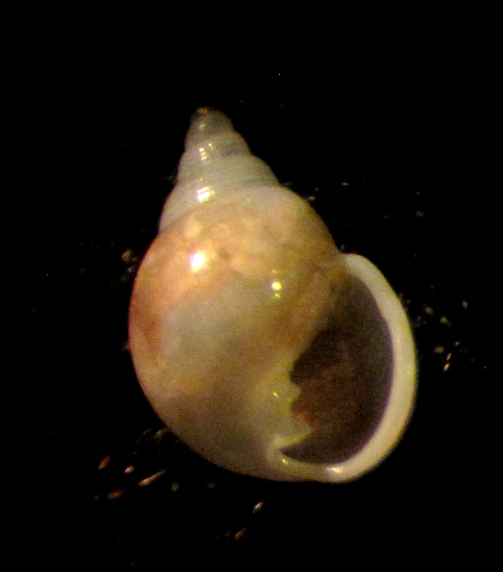 ringicula