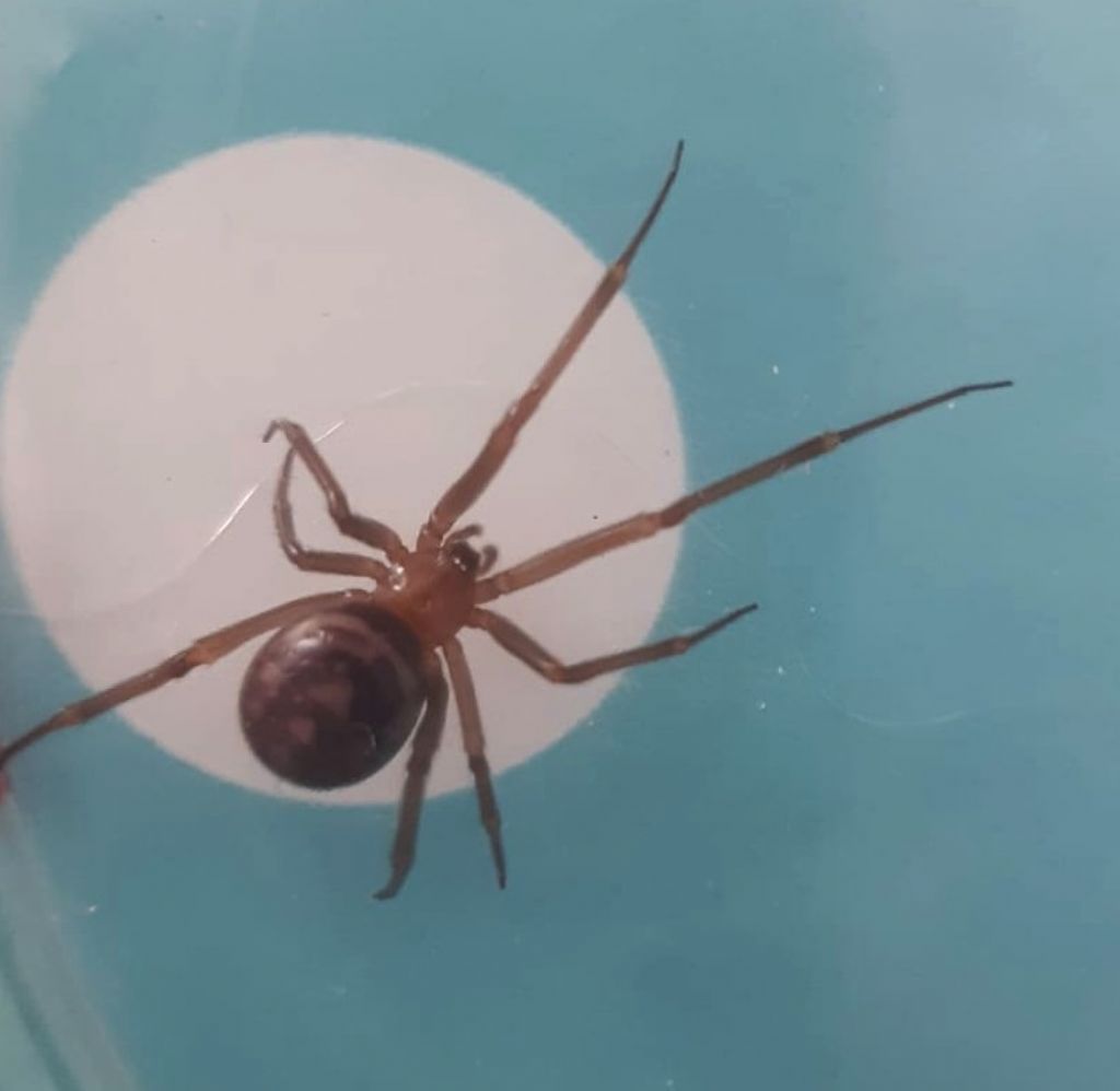 Steatoda grossa (Theridiidae)