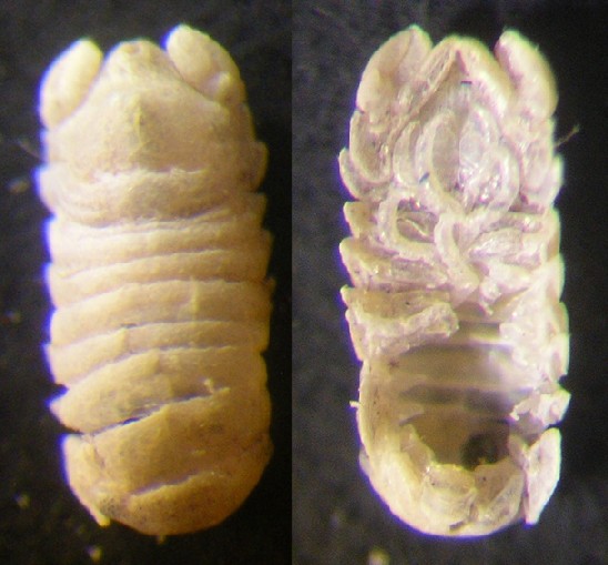 Sphaeroma