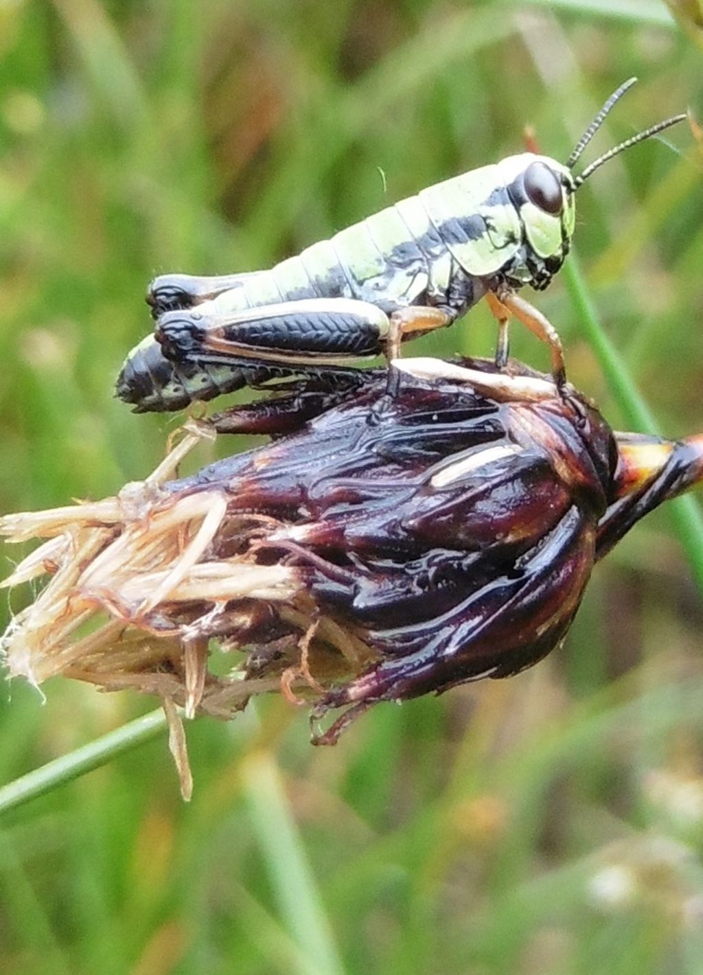 Ortottero da identificare: Micropodisma salamandra