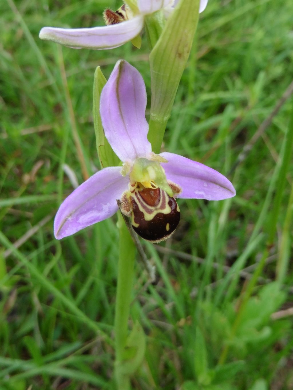 Ophrys apifera