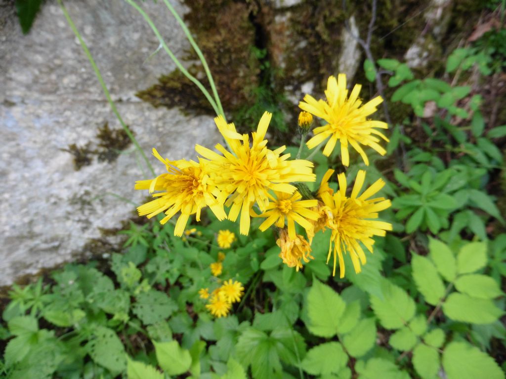 Hieracium sp.