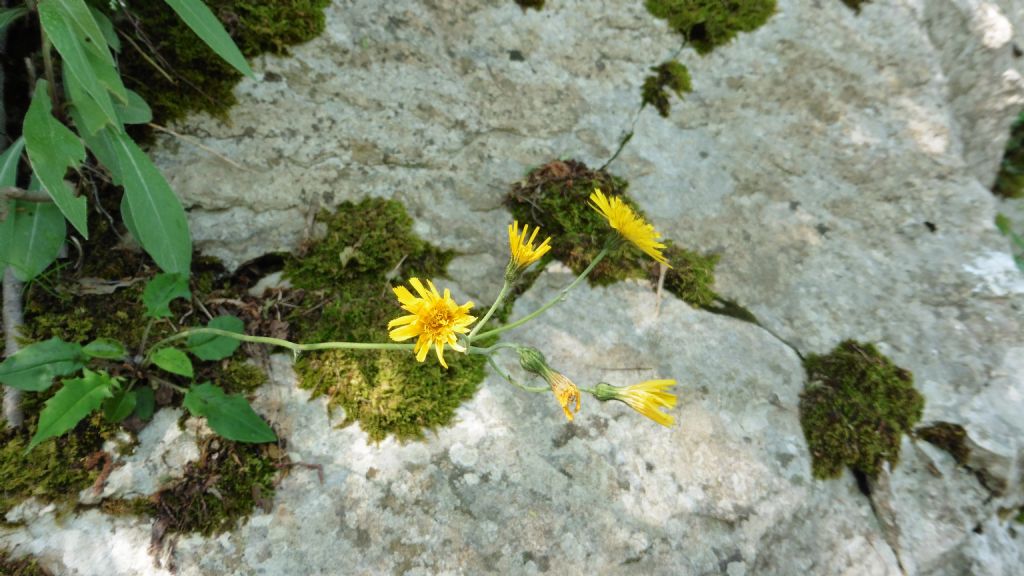 Hieracium sp.