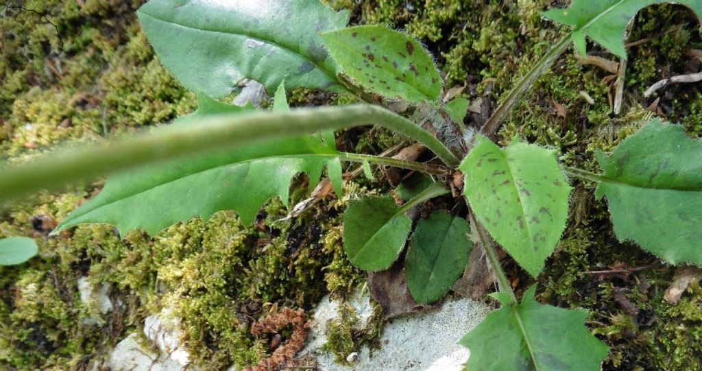 Hieracium sp.