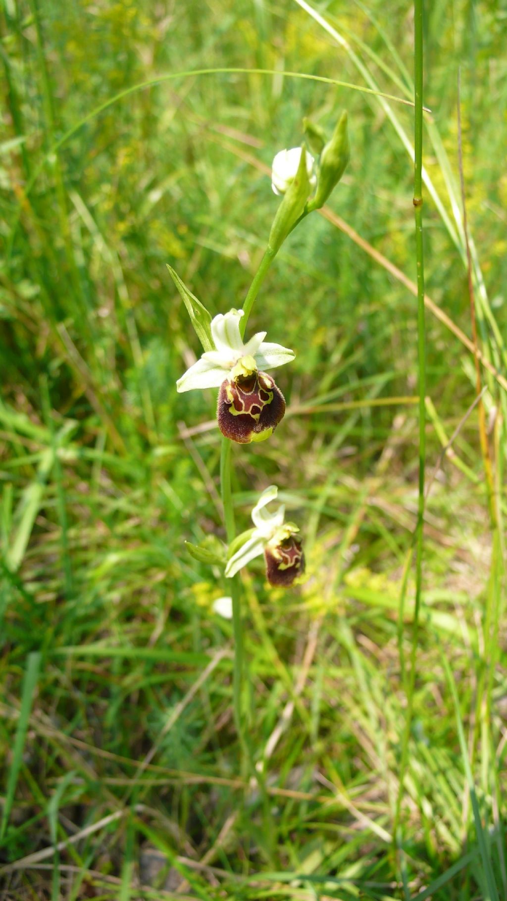 Ophrys holosericea